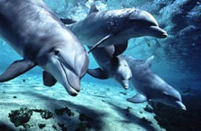 dolphins-blogs