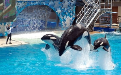 blackfishCNN-592x369