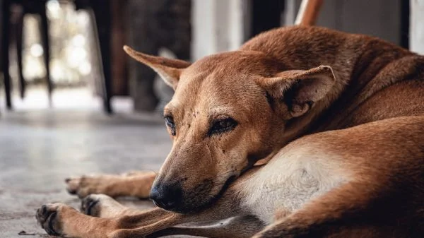 dog lying on floor