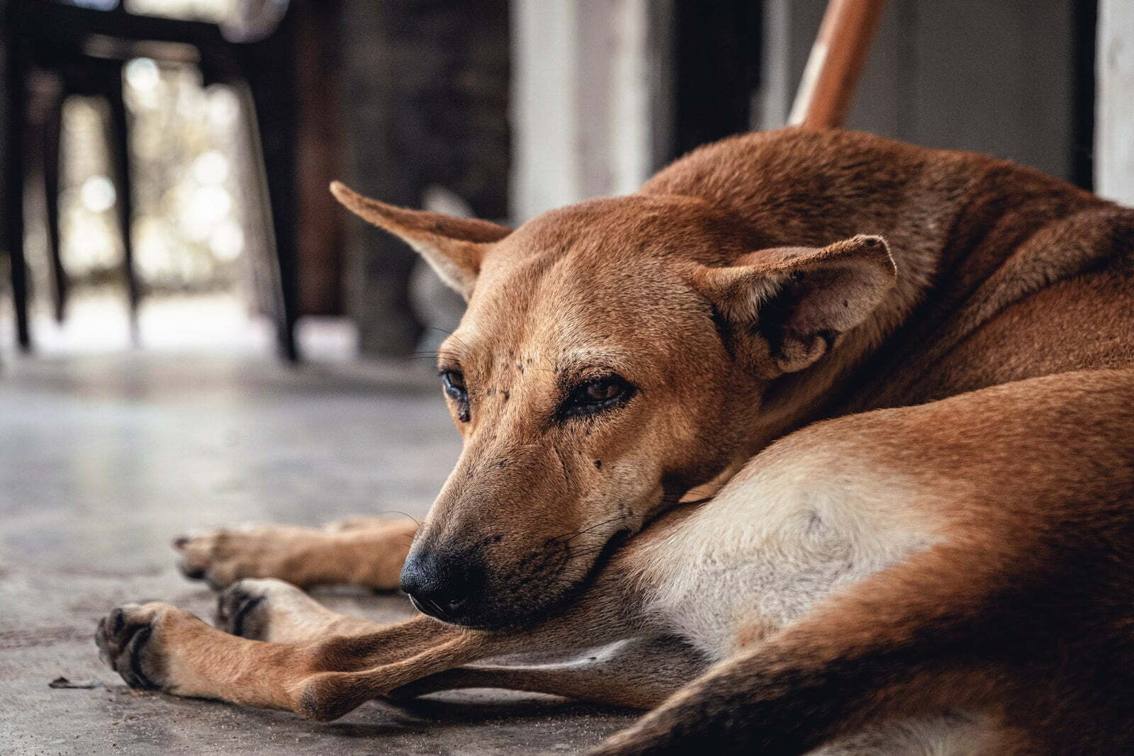 dog lying on floor